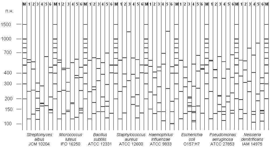 Fig. 1. Theoretically calculated electrophoretic separation pictures of amplified DNA 16S RNA genes, after cleavage by restriction endonucleases Sse9I (1), Tru9I (2), BsuRI (3), MspI (4), BstMBI(5) and RsaI (6). Run M - molecular weight markers.