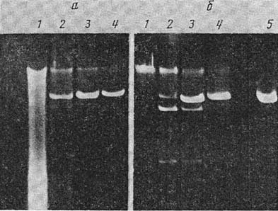 <b>Fig. 3</b> Detection of the rare-cutting restriction endonucleases <i>Sfi</i> I (a) and <i>Not</i> I (b) on plasmid pDKR 85 linearized by Vsp I restriction endonuclease. 1,2 - crude lysate, 2 - 5 - pDKR 85 DNA cleaved by VspI. Crude lysat dilutions: 3 - 1/2; 4 - 1/4