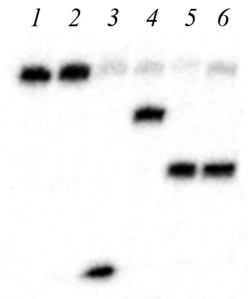 <b>Fig. 1</b> Cleavage of the oligonucleotide duplex G7*/G8 with different endonucleases. Runs: 1 - DNA duplex without the enzyme, 2 - hydrolysis with restriction endonuclease <i>HspA</i>I; 3 - hydrolysis with restriction endonuclease <i>Acl</i>I; 4 - hydrolysis with restriction endonuclease Rsr2I, 5, 6 - hydrolysis with endonuclease <i>Gla</i>I (10 units and 2 units, respectively).