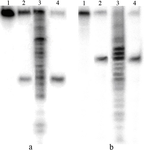 <b> Fig. 3</b> The determination of DNA cleavage position by endonuclease GluI. a � duplex DD1*/DD2, b � duplex DD2*/DD1 Runs: 1 � duplex without hydrolysis, 2 � hydrolysis by endonuclease GluI, 3 � hydrolysis by endonuclease III, 4 � hydrolysis by endonuclease BisI. Labeled oligonucleotides are shown with the sign *.