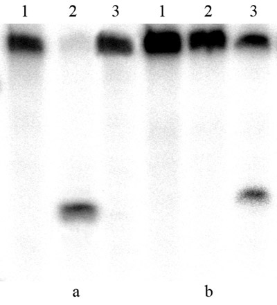 <b> Fig. 2</b> The cleavage of oligonucleotide duplexes NN01*/NN02 (a) and NN1*/NN2 (b) by endonucleases Fsp4HI (run 2) and <i>Bls</i>I (run 3). Run 1 � control DNA duplex without hydrolysis. Labeled oligonucleotides are shown with the sign *.