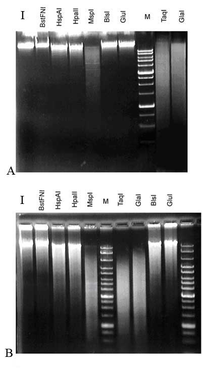 Patterns of mouse DNA cleavage with restriction endonucleases, which contain CG dinucleotide in recognition site
